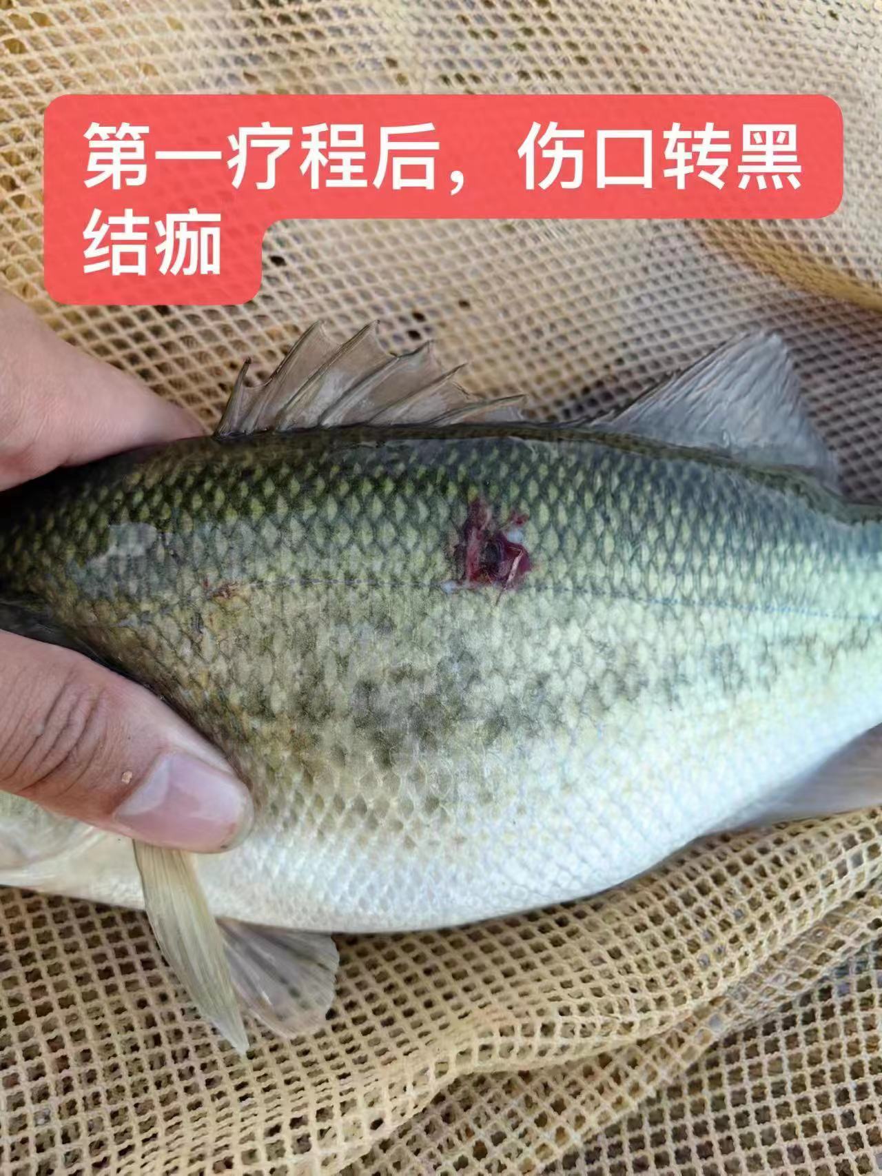 水產(chǎn)養(yǎng)殖納米銀抗菌水溶液實(shí)用反饋，效果明顯！